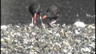 preview picture of video 'Black Oystercatchers at Cortes Island, BC'