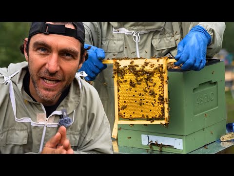 Raising Mated Queens In The Abelo Mini Plus National Hives