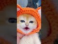 Little Mao Cat Catvideos Shorts