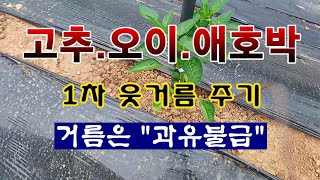[텃밭농부 1,888]  고추. 오이. 애호박 첫번째 웃거름 주는 방법.  거름은 과유불급이다. #고추재배 …
