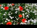 (HD 720p) The Last Rose of Summer, Sir James Galway