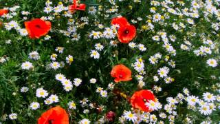 (HD 720p) The Last Rose of Summer, Sir James Galway