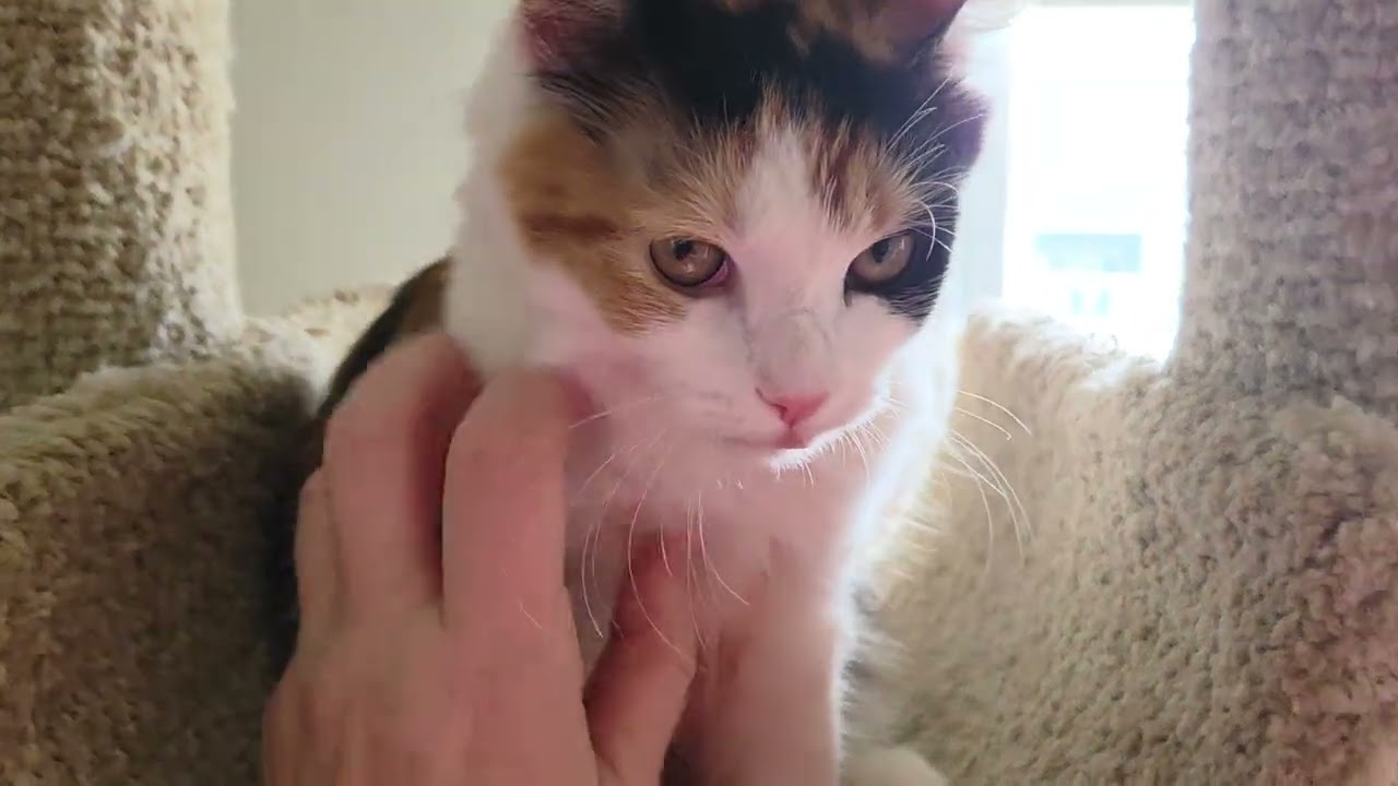 Enlarge DAPHNE, a ADOPTABLE Calico in Kenosha, WI video 4/4