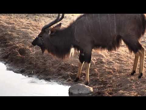 Djuma: Nyala bull drinking - 06:51 - 09/18/18