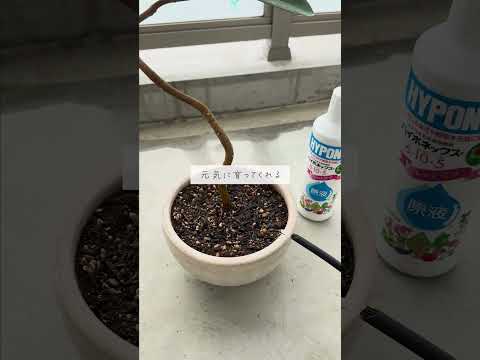 イラクサ肥料 自分でできるトマト用の天然肥料