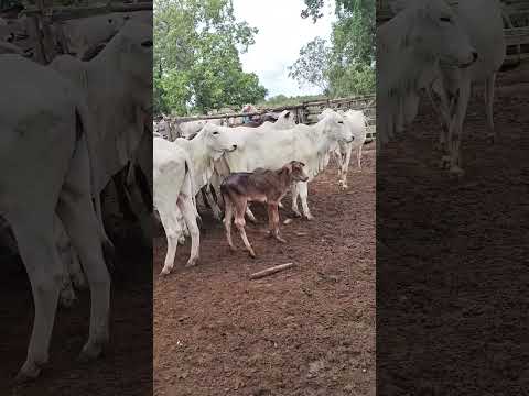 expresso boiadeiro no sul Tocantins Araguaçu capital gado branco
