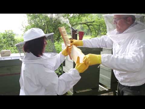 Beekeeping - Oil Seed Rape Honey Extraction