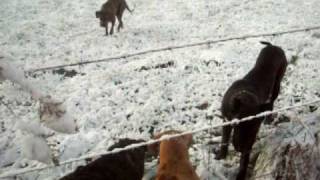 preview picture of video 'American Bandog Mastiffs in snow 2'