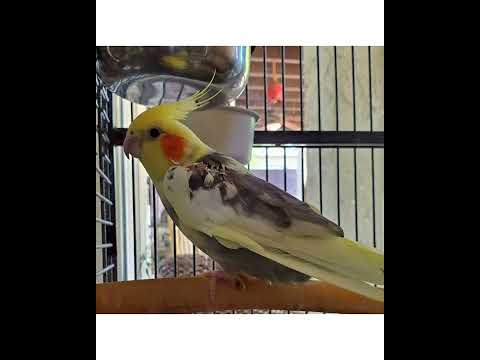 Crystal the Pet Nanny. LLC video.
