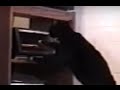 Tuxedo Cat Open The Toaster And Grab His Snack Smart
