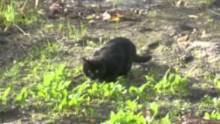 Marillion - She chameleon