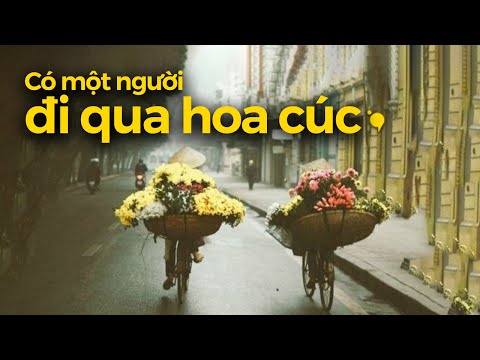 Có một người đi qua hoa cúc, gặp lại mình trong chiều thu Hà Nội | Podcast
