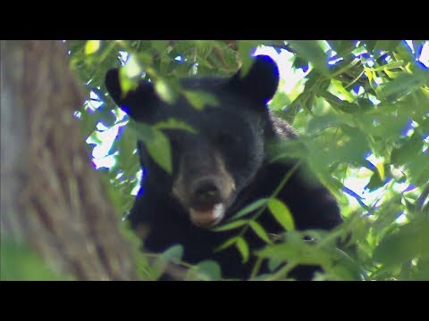 Caught on cam: Black bear falls from tree in Ontario