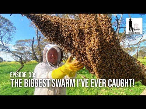 Swarm Frenzy: Mastering the Art of Catching a Massive Bee Swarm | The Bush Bee Man