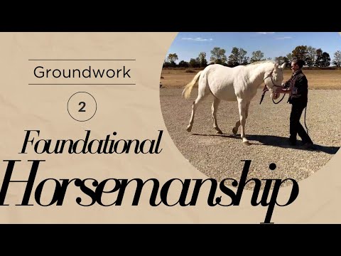 Backing Up | Groundwork for Beginners and Green Horses | Preparation for Classical Groundwork