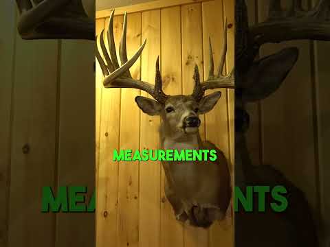 The Largest Typical Buck To Ever Walk The Earth!