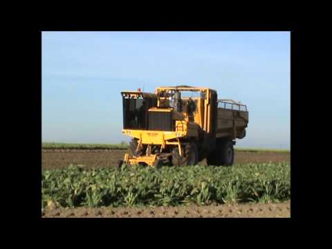 Loonw. Agri Bayart - Kain