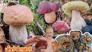 The forest is full of them. It's so much fun to collect them! In just a moment, they're all packe...