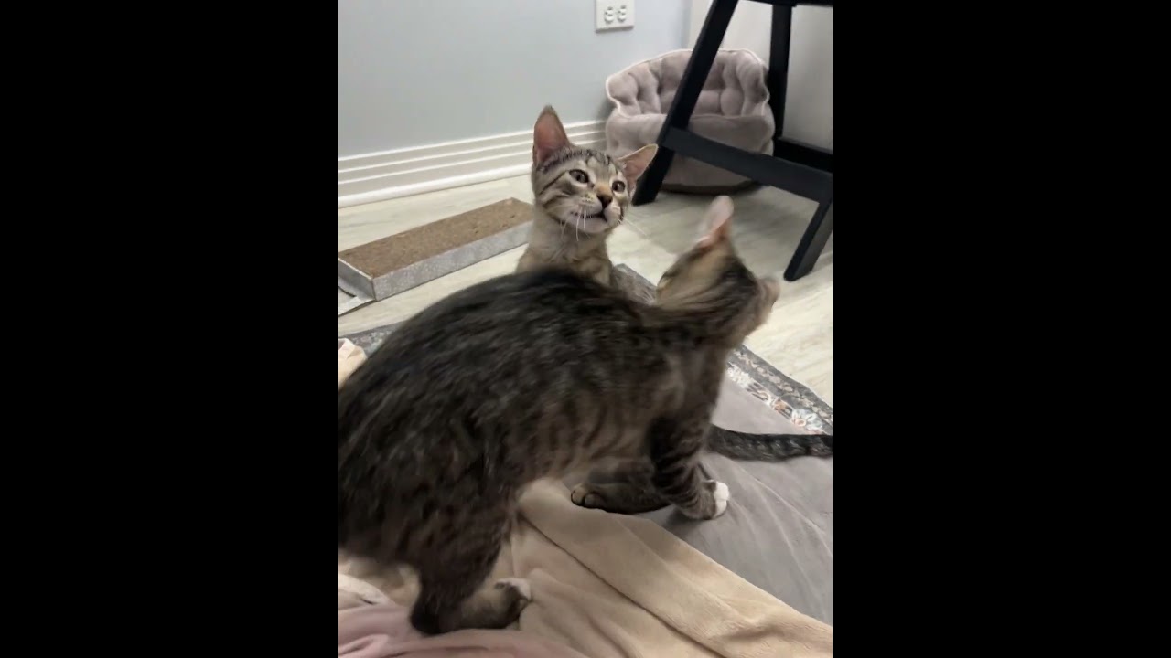 Enlarge Dover, a ADOPTABLE mixed breed in Elmhurst, IL video 6/6