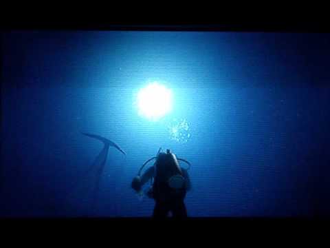 Endless Ocean (Wii) - Killer Whale