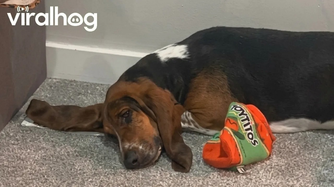 Basset Hounds Airs Out Ears On Vent || ViralHog