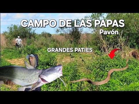 PESCÓN ENTRE FIGHIERA Y PAVÓN!!                     CAMPO DE LAS PAPAS...