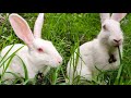 Cute Animal Rabbit Village Rabbit Zoo