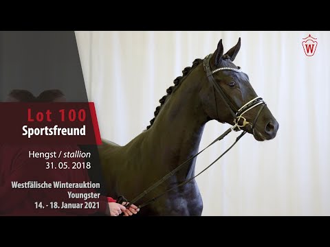 Winterauktion Youngster Lot 100 Sportsfreund Hengst v. Sir Heinrich - Florestan