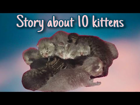 The story about 10 kittens | A Cat That Gave Birth to 10 Kittens!