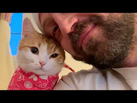 Street cat gets saved and now she's daddy's girl