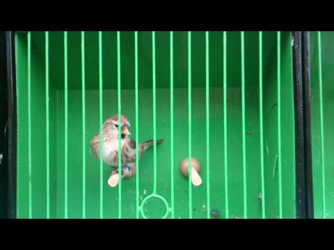 Mealy redpolls isabel