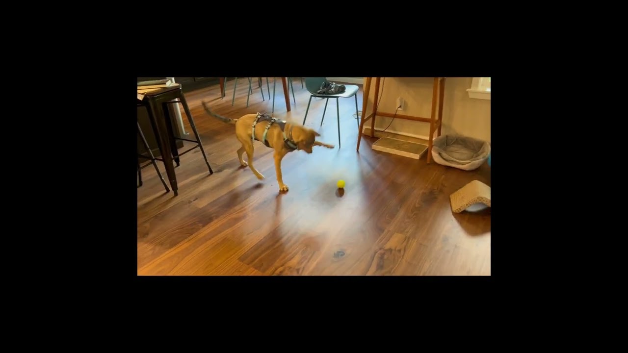 Elfie, an adopted mixed breed in Olympia, WA video 4/6