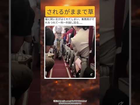 これは一発で飼い主見つかるw #面白い #shorts #おすすめ