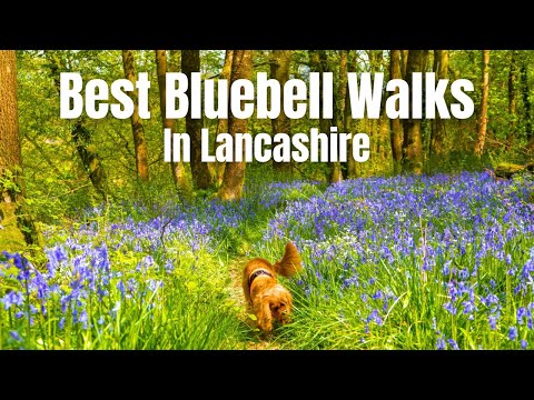 Best Bluebell Photography Walks in Lancashire