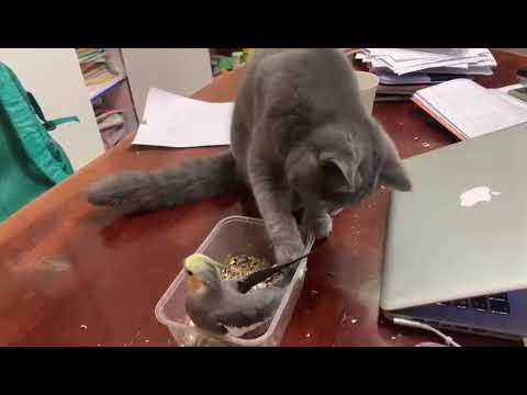 how do cunning cats attack cockatiel bird😱😱