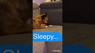 Sleepy... 眠い、、＃犬　＃dog #campdog #保護犬