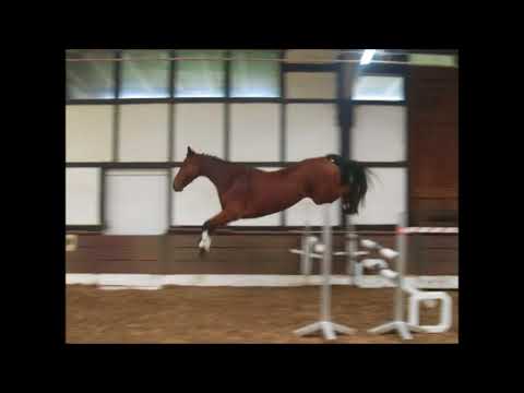 LEXI 4j.Hann. v. Lex Lugar  -for sale- VB 7500,- Euro