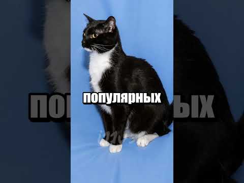 Скины на Котов (тирлист) 🐱