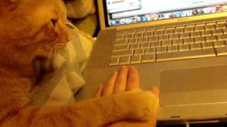 And, just for the record, that cat is not a PC.