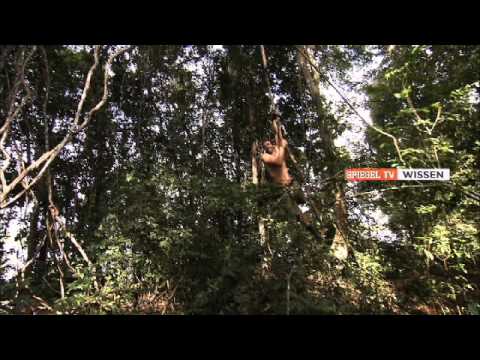 TV-Sender: SPIEGEL TV Wissen