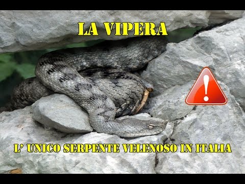 Le risposte di persone come portare parassiti di un organismo Esempi di vermi piatti di parassiti