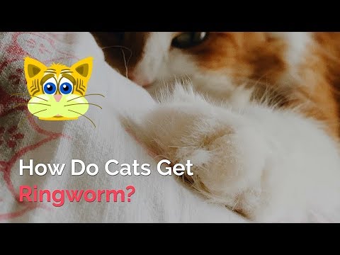 How Do Cats Get Ringworm | Signs, Prevention and Treatment