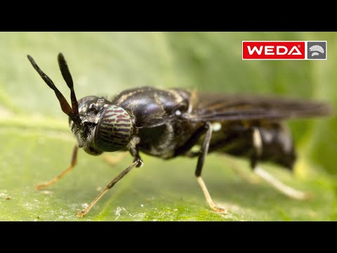 WEDA Insect dosing system: quick and precise - WEDA Insektenfütterung: Schnell und präzise