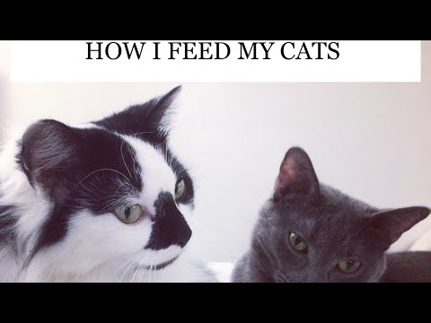 How I Transitioned My Cat To Eating Wet Food After Years Of Trying #cat #cats #catlover
