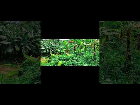 Se vende propiedad de una manzana con cítricos, en dolores CARAZO. precio :$23,000.. tel: 85753992