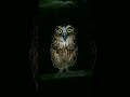 Suara Burung Hantu Dangerous Owl Sounds Buffy Fish Owl Shorts Owl