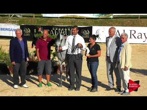 2 nd place N.41 SARA AL NAYFAT - Bergamo 2017 - Junior Fillies Championship (Class 20)