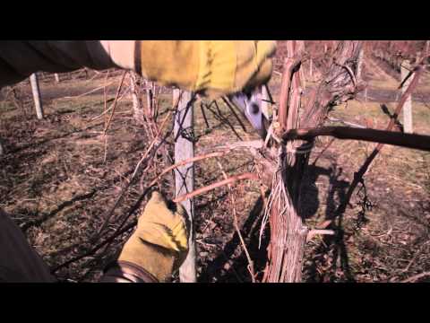 How to Prune Grapevines: Umbrella Trellis