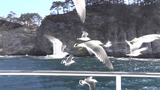 preview picture of video 'ウミネコと行く浄土ヶ浜クルージング  Jodogahama cruising'
