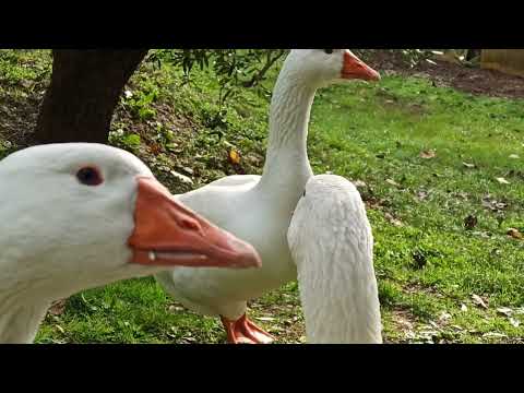 ancora un altro video di un mese più vecchio OCHE